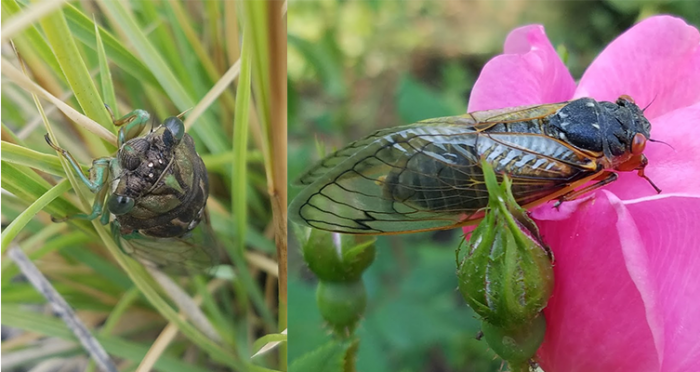 composite photo showing cicada comparison