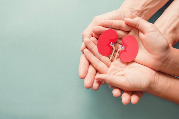 Stock image of hands holding paper kidneys