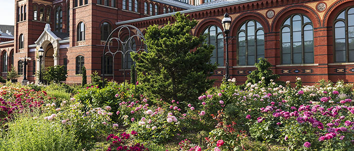 June is National Rose Gardening Month