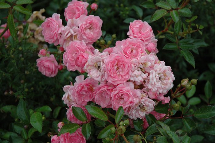 Pink floribunda rose