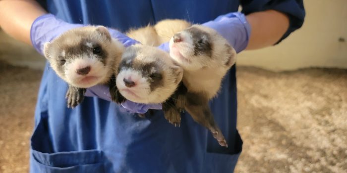 Vote to name these adorable black-footed ferret kits