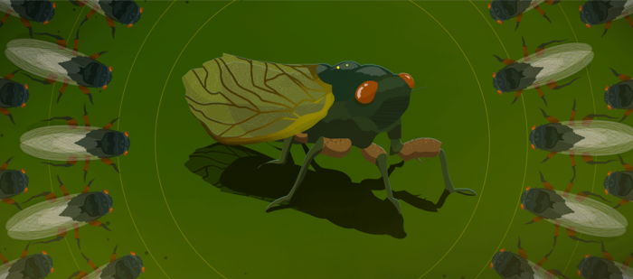 Graphic of Brood X cicadas for Sidedoor 6.14