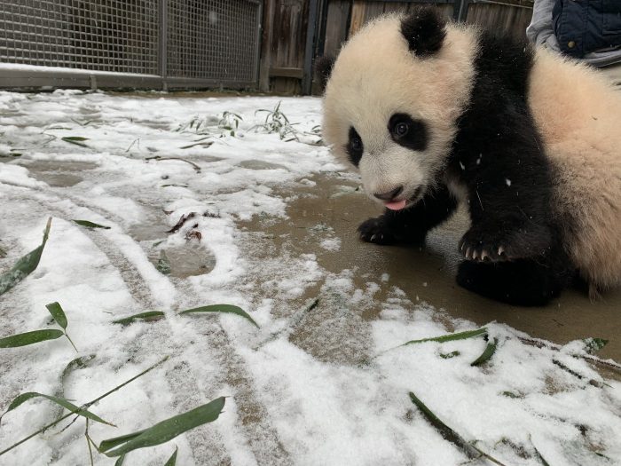 Baby panda plys with light snowfall in his enclosure