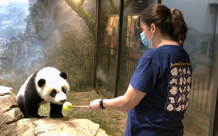 Giant panda cub with trainer