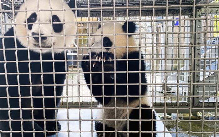 Giant pand cub and mom behind mesh screenr