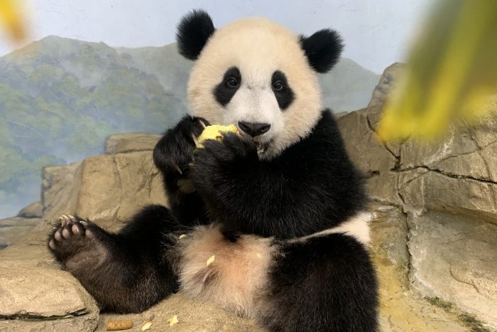 Happy First Birthday, Xiao Qi Ji!