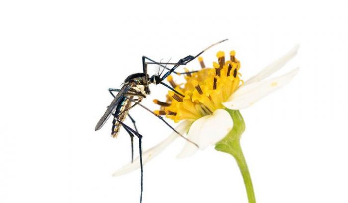 Mosquito on yellow flower