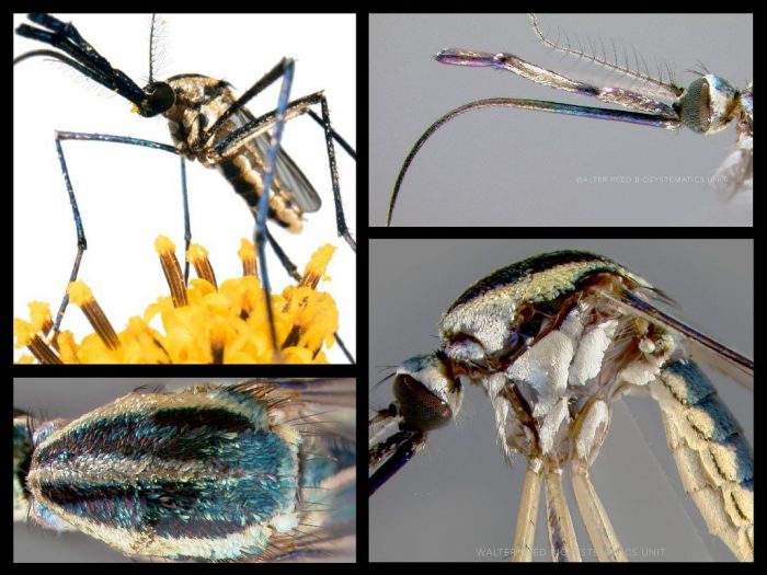 Collage of mosquito photos