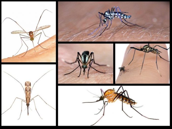 Collage of six mosquitoes