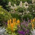 Colorful flowers in garden border