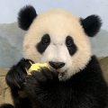 Baby panda cub munching on treat