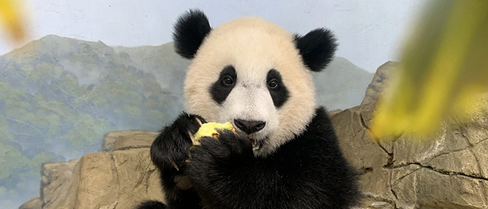 Happy First Birthday, Xiao Qi Ji!