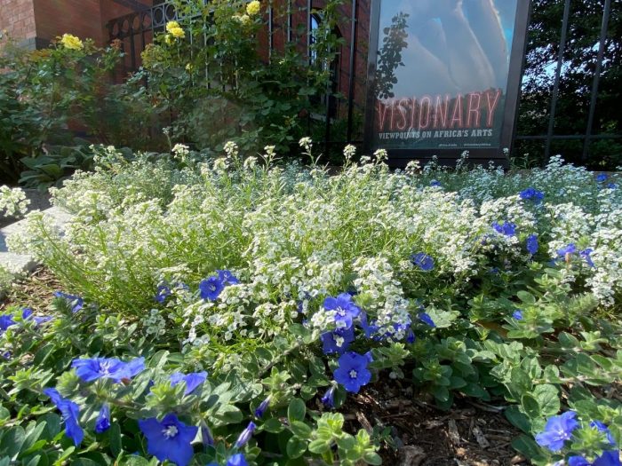 flowerbed with blue and white flowers