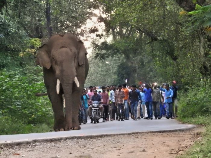 Elephant walking with crowd of people