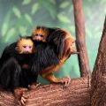 baby goldedn-headed lion tamarins with mom