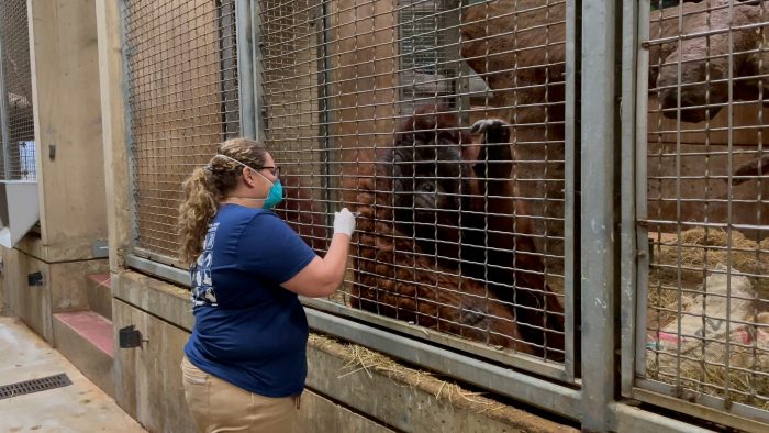 Vaccines Administered to Susceptible Species at Smithsonian’s National Zoo