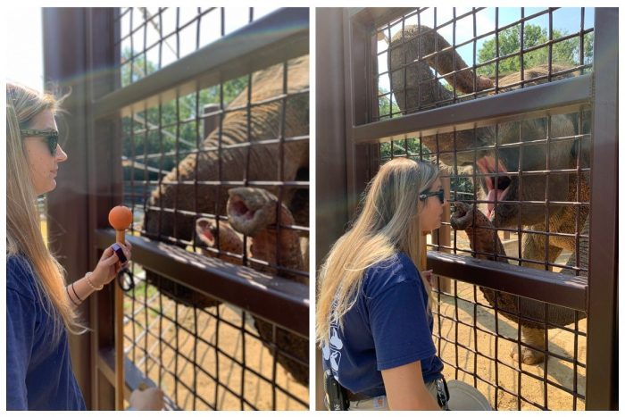 Keppers working with Asian elephants