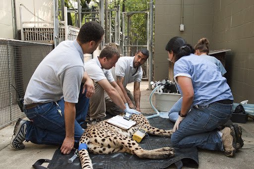 Craig Safoe and other animal keepers with sedated cheetah