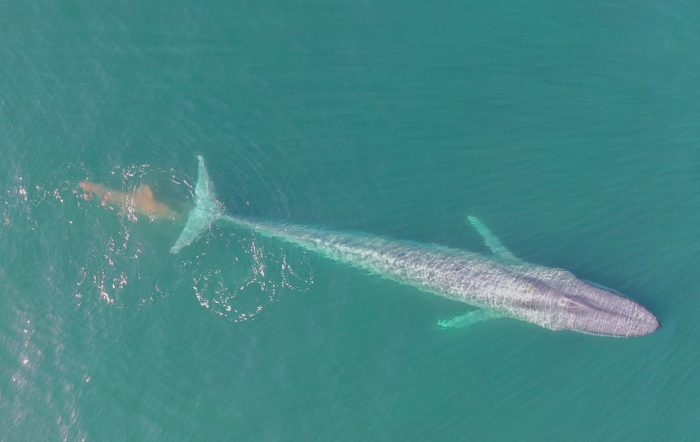 Blue whale pooping