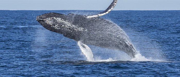 Some Whales Can Eat Upwards of 16 Tons of Tiny Shrimp a Day