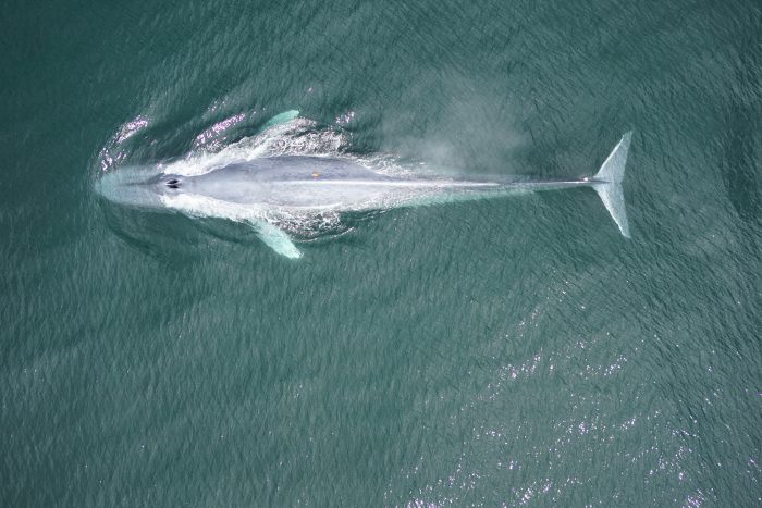 a blue whale surfacing in Big Sur