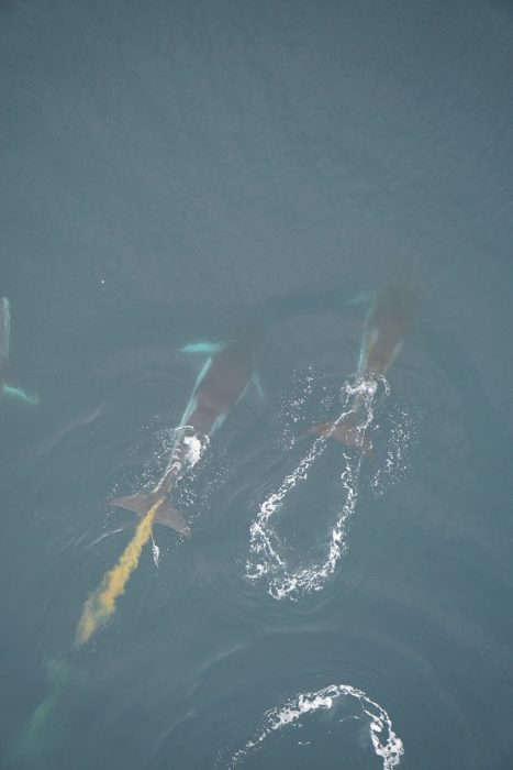 Fin whale pooping