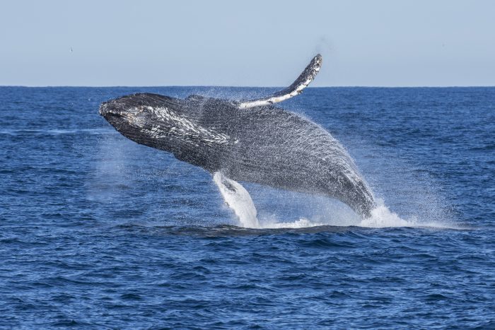 Humpback whale breaching