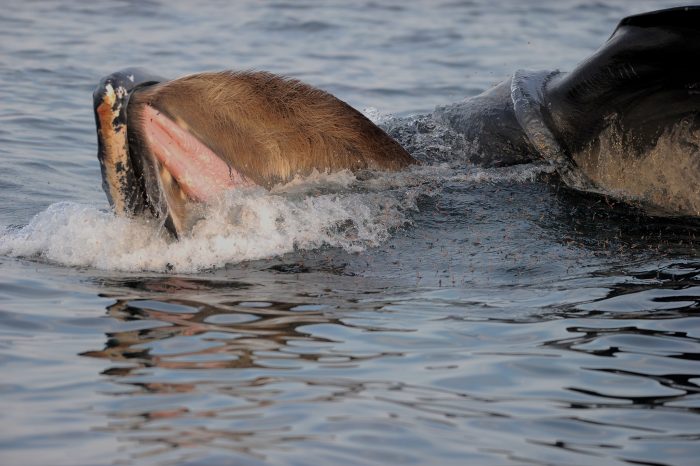 CLose-up of humpback whale feeding