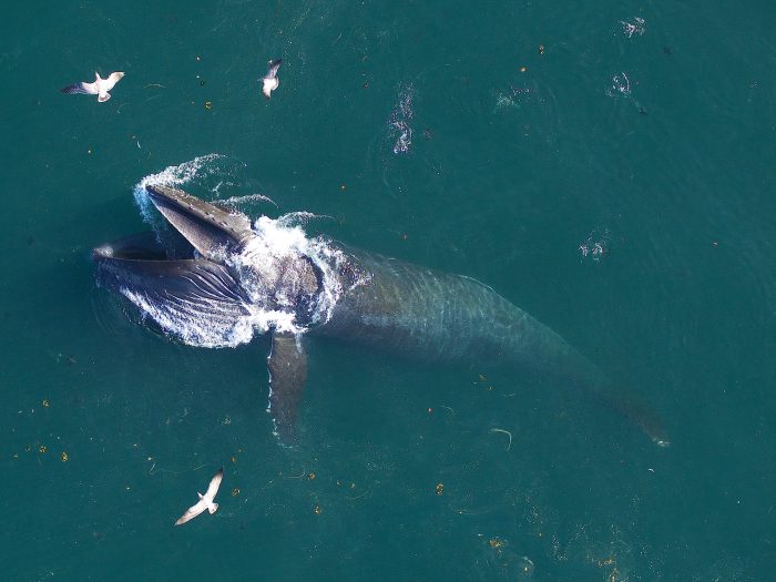 A humpbak whale feeding (seen from above)