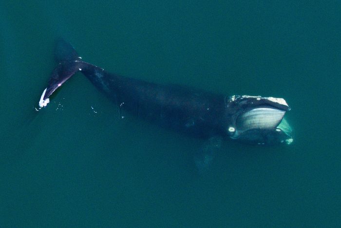 North Atlantic right whale