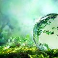 Clear glass globe with forest floor background