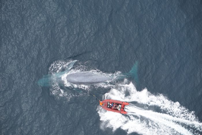 Researchers tag a blue whale