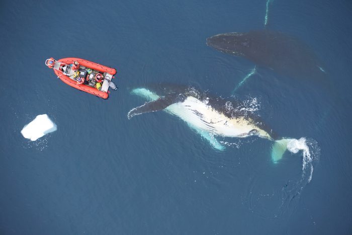 Researchers and humpback whales