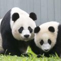 Cropped photo of Giant pandas