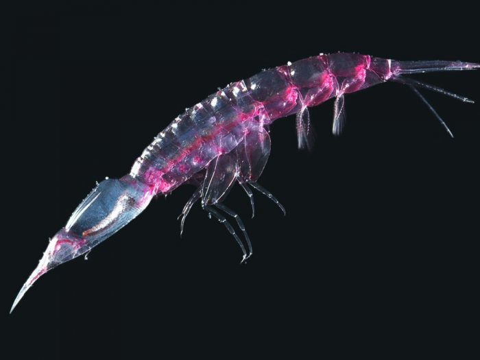 Pinkish plankton against black background