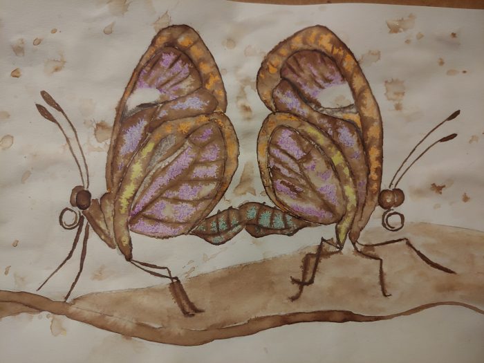 drawing of butterflies