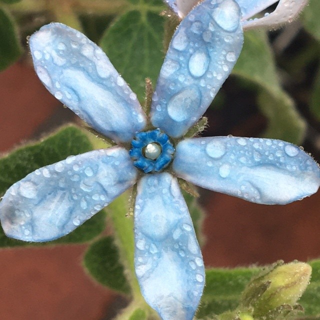 photo of blue flower with water drops