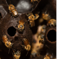 Nat Geo Stingless bees
