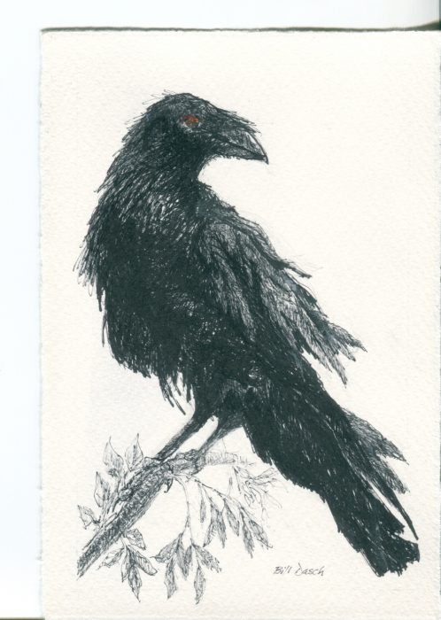 drawing of crow looking to the right