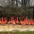 A flock of flamingos at SCBI