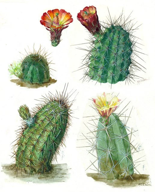 Paintings of various cacti