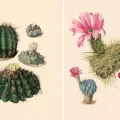 Artist's rendering of various cacti
