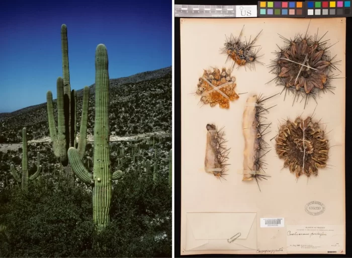 Composite of Saguaro cacti in situ and drawings of specimens