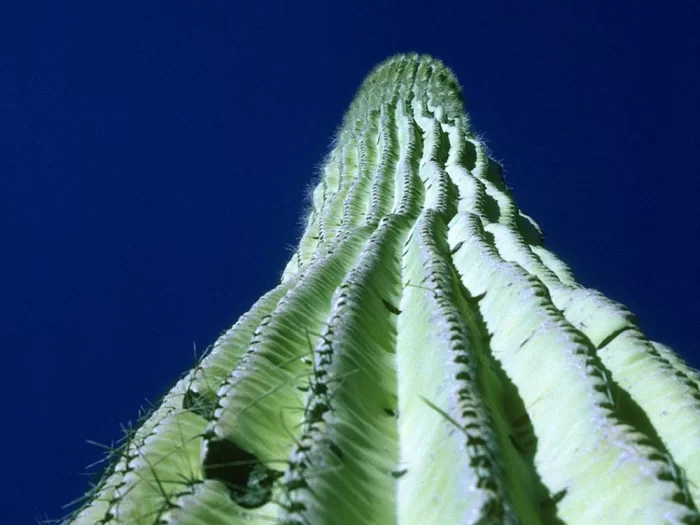 Saguaro cactus seen from below against blue sky