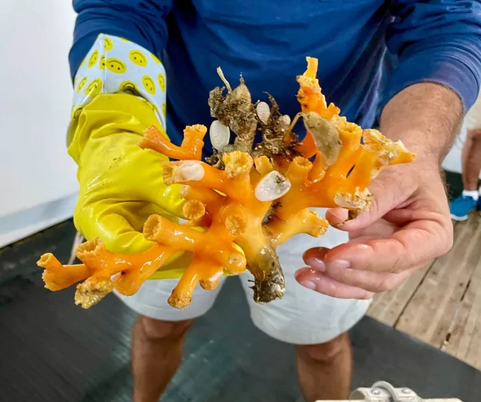 Researcher holds orange coral