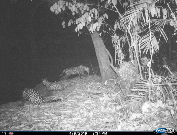 B&W camera trap photo of jaguar and two young