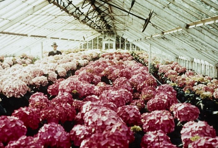 Man wearing hat in greenhouse full of hydrangeas