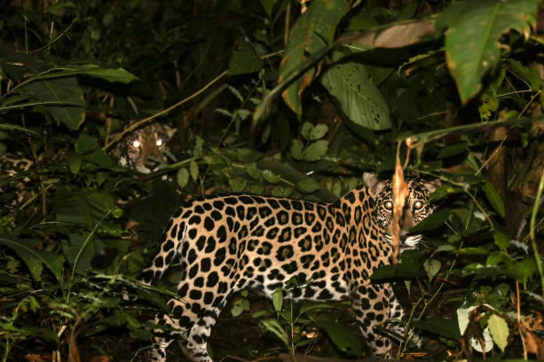 Camera trap image of two jaguars