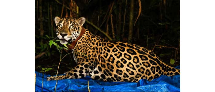 Can Humans and Jaguars Coexist? A Wildlife Biologist Uses Technology and Education to Reduce Conflict