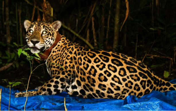 Jaguar wearing GPS collar